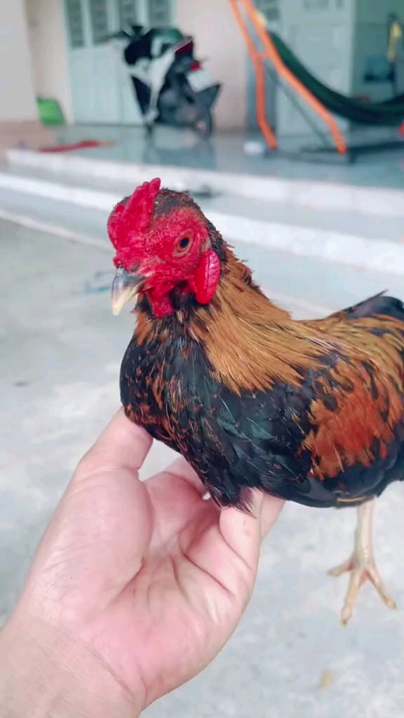 迷你宠物鸡 袖珍鸡