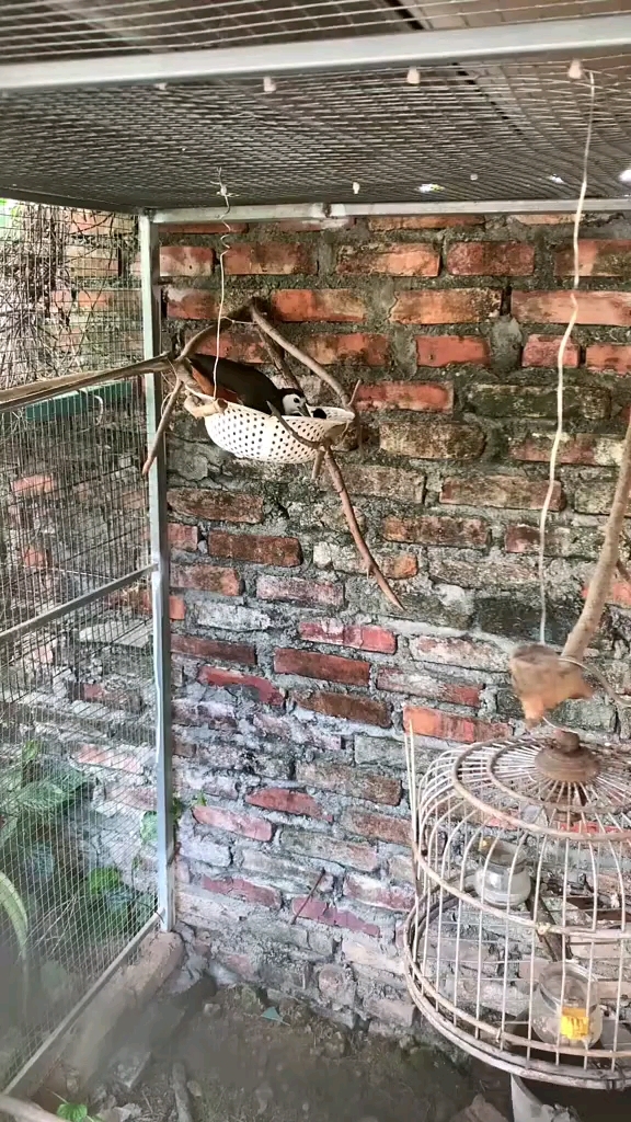 白面水鸡饲养 