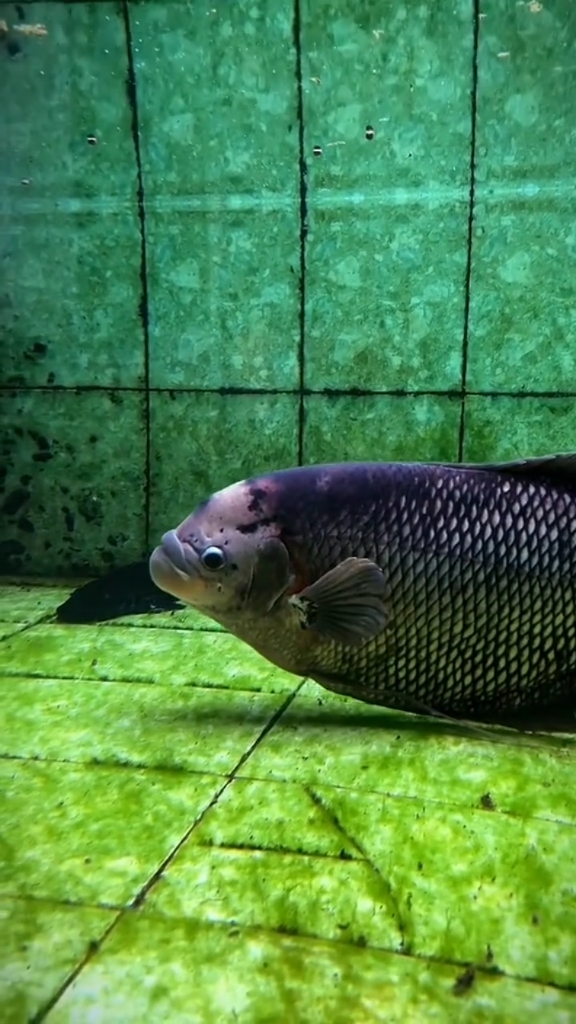 巨型招财鱼 观赏鱼 养鱼