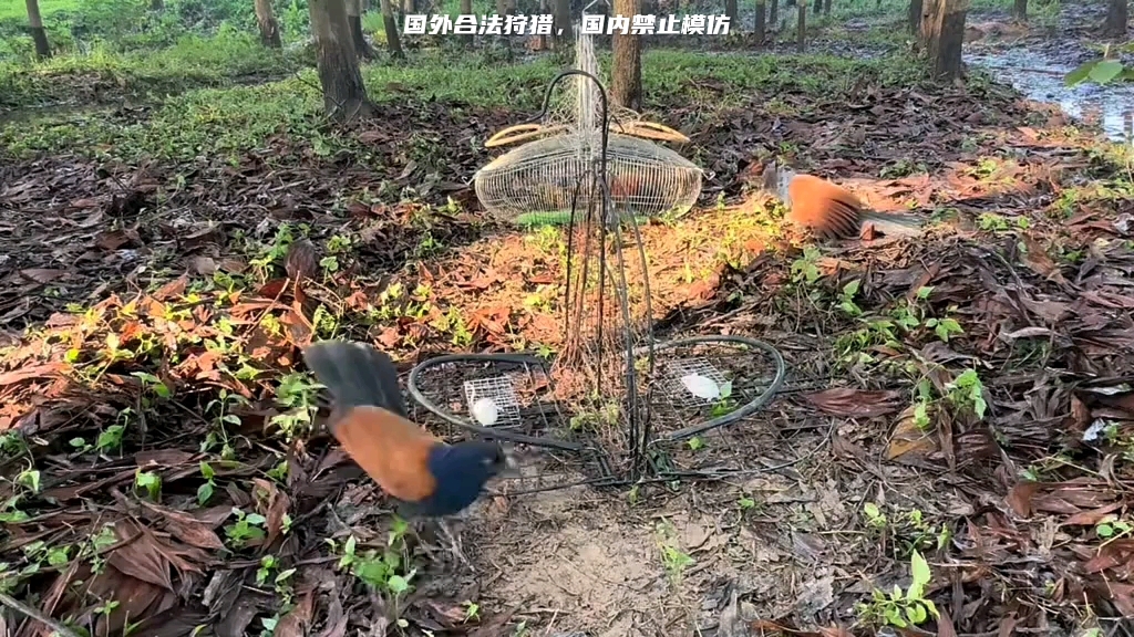 褐翅鸦鹃媒鸟训练 红毛鸡媒鸟