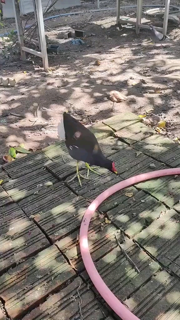 黑水鸡饲养 特种养殖