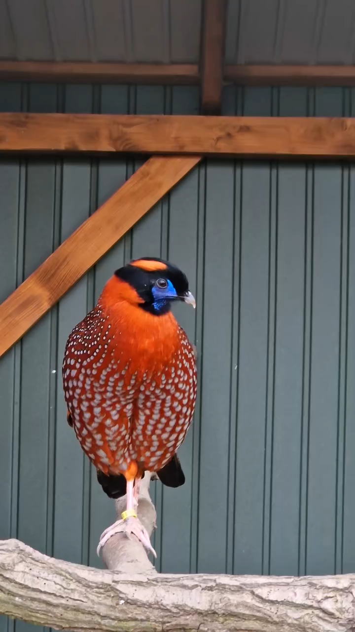 红胸角雉 娃娃鸡 野鸡