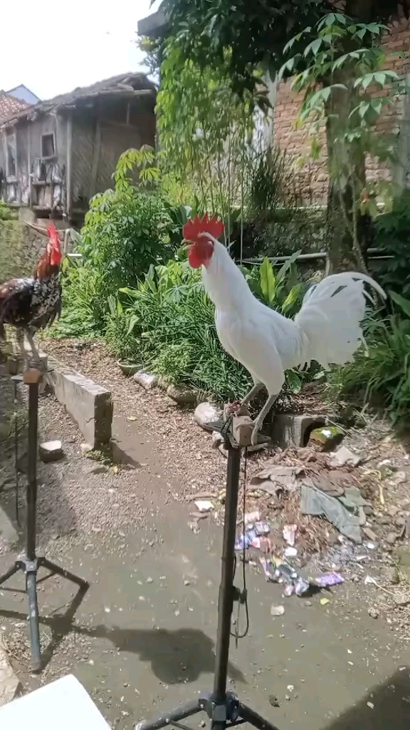 搞笑的公鸡打鸣