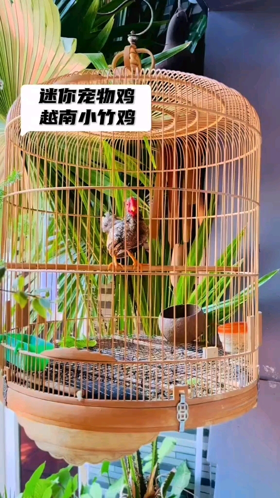 越南小竹鸡 宠物袖珍鸡