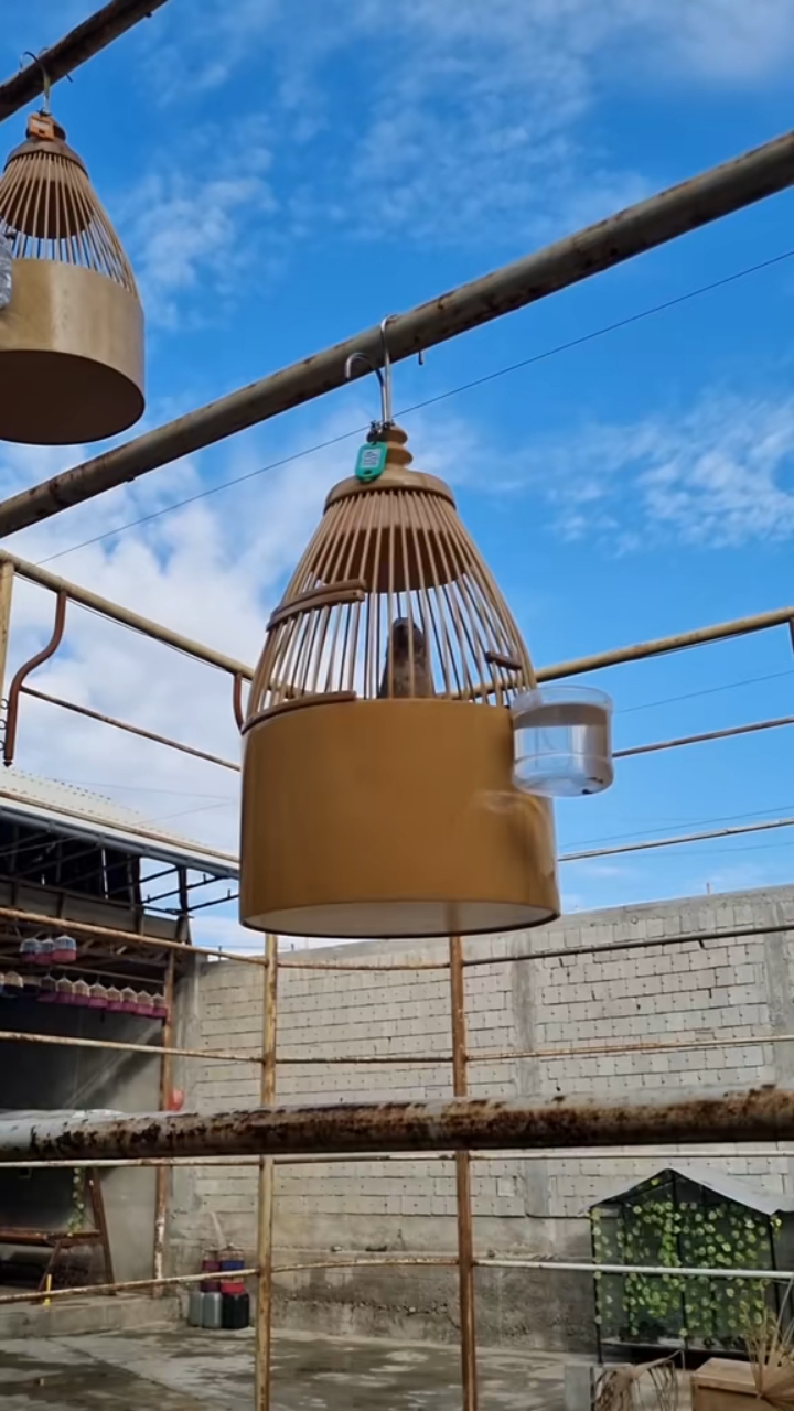 鹌鹑叫声 养鸟