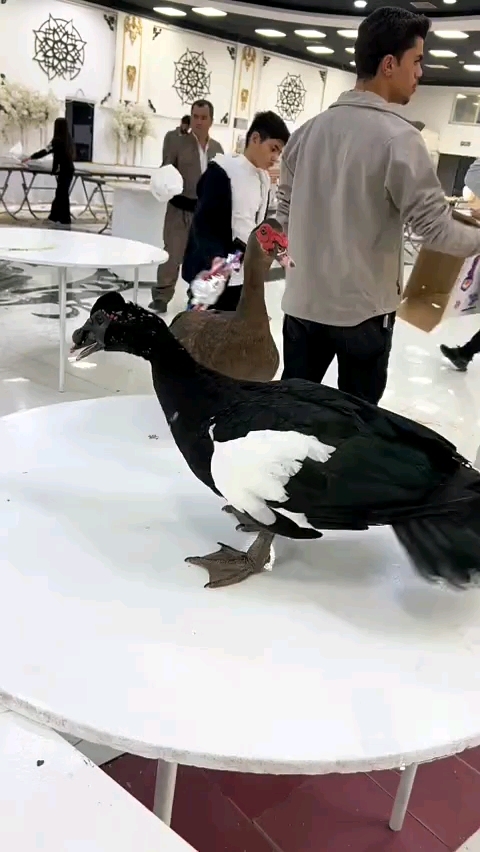 黑脸番鸭 鸭子