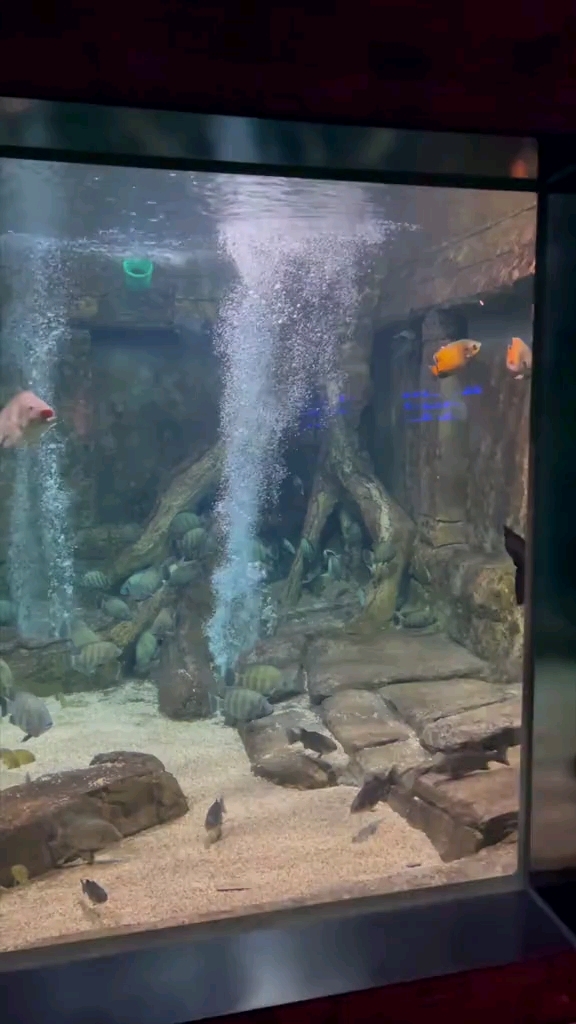 鱼缸造景 观赏鱼 养鱼 