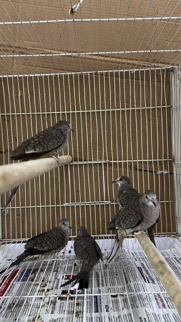 鳞斑地鸠 咕咕 野鸽子 斑鸠