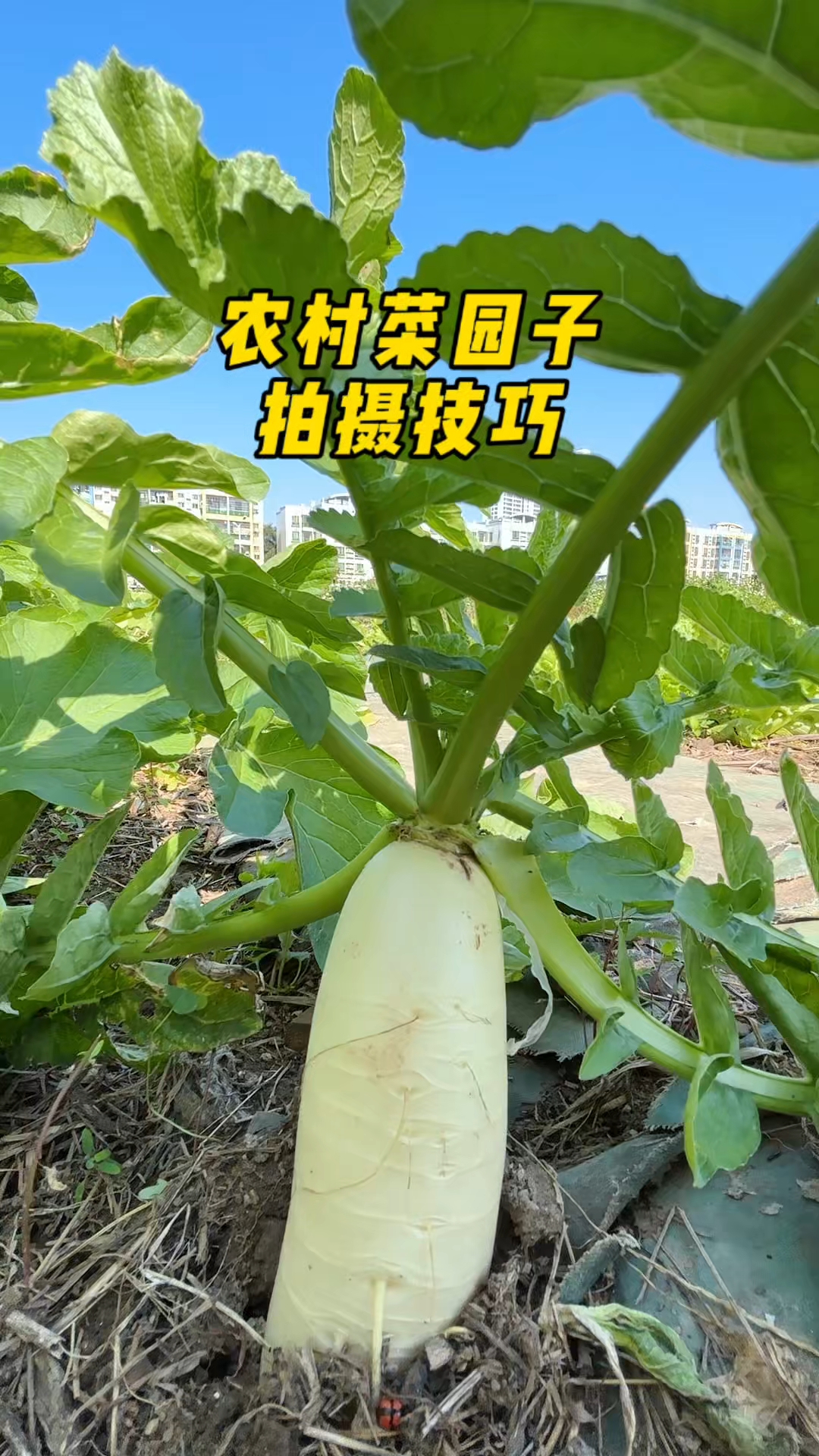 农村菜园子的拍摄技巧，你记住了吗？