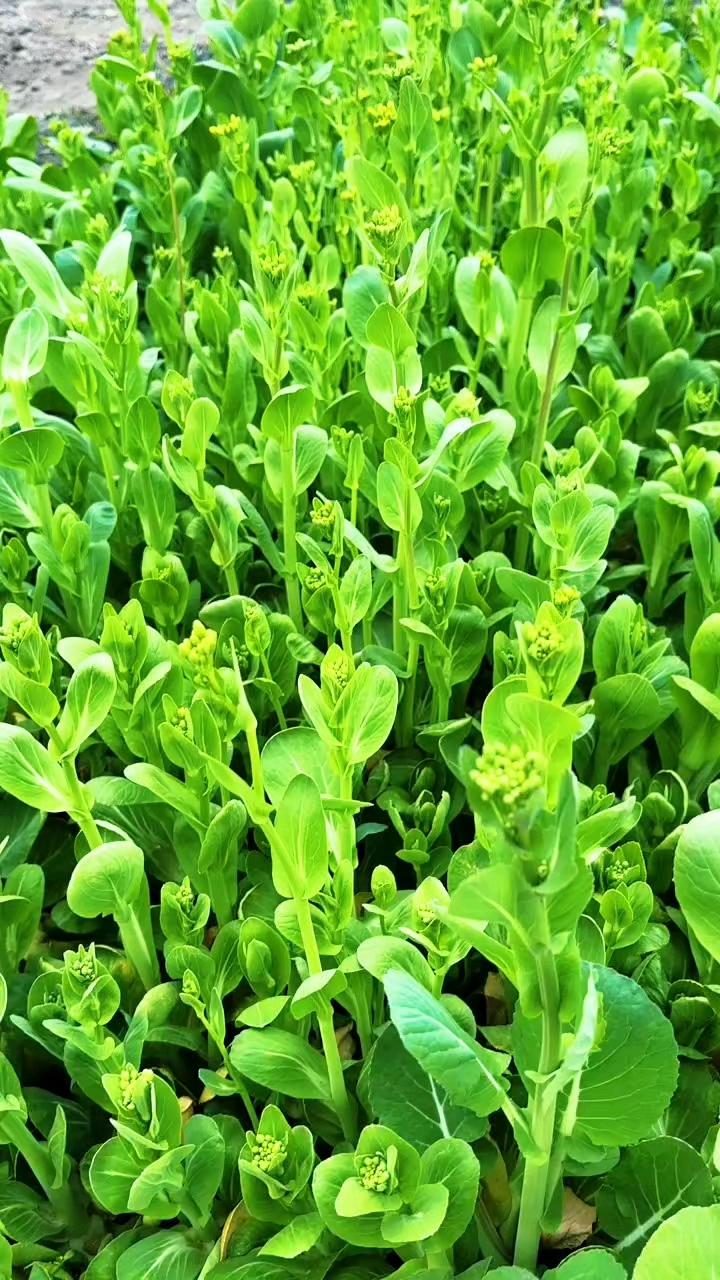 菜园里的豌豆尖长疯了 趁早掐一把凉拌着吃最香脆嫩爽口 解腻又下饭#豌豆尖