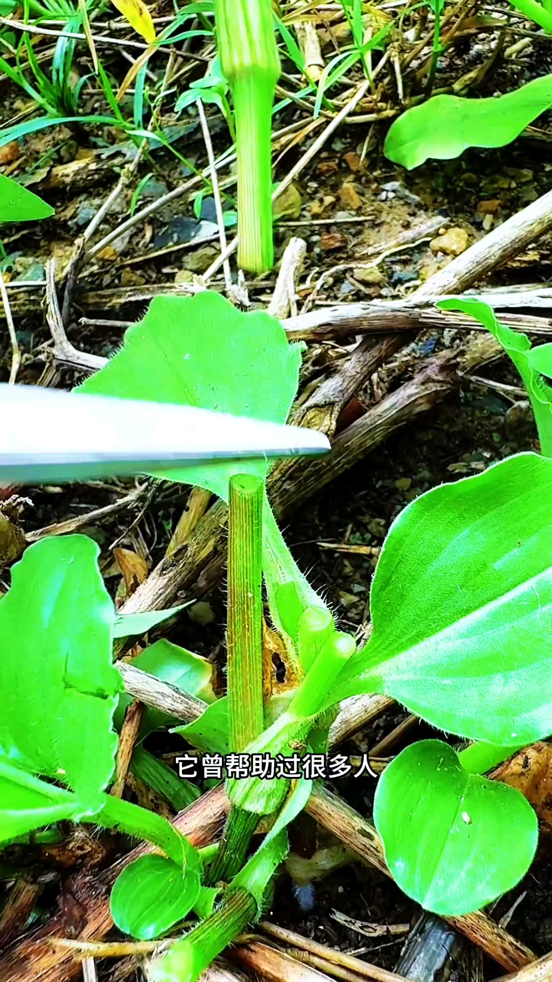 很多人都不知道，乡下野生的竹叶菜还可以吃的吧