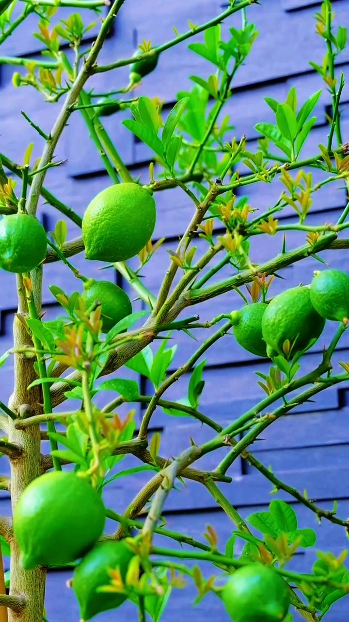 拒绝油腻!冬至的柠檬草莓热饮,减脂党快冲!