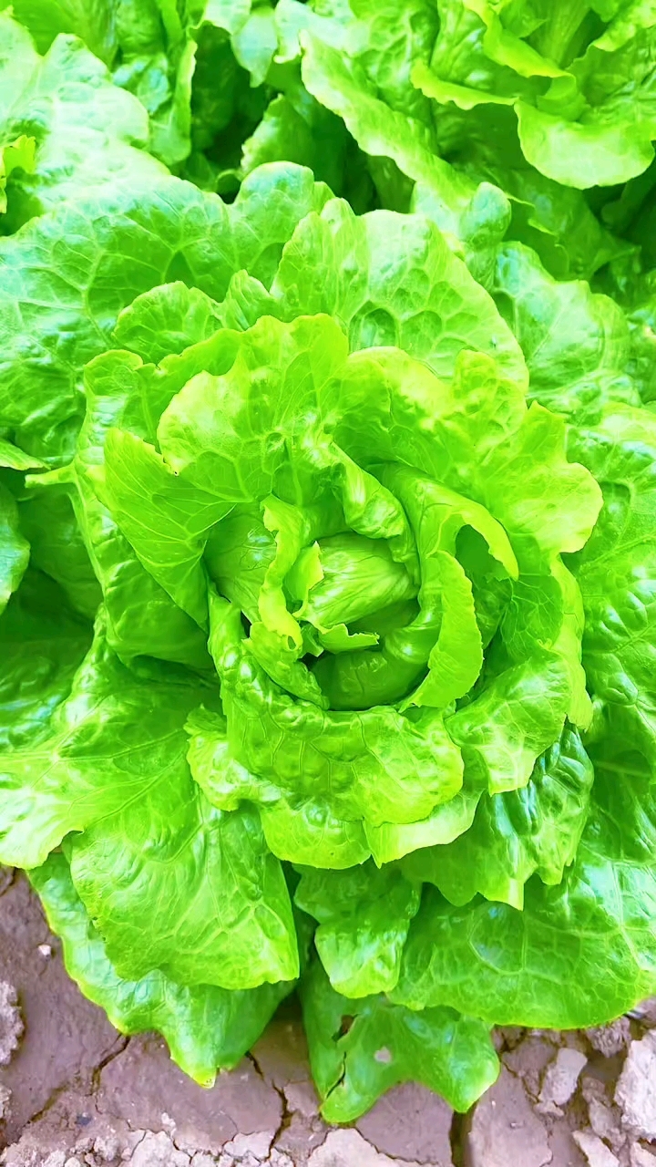 田园里刚割的生菜,但生吃、水煮、爆炒到底哪种更营养?