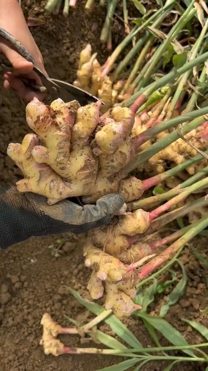 新鲜采摘的小黄姜,鲜嫩辛辣,回去做个白切鸡酱料美极了