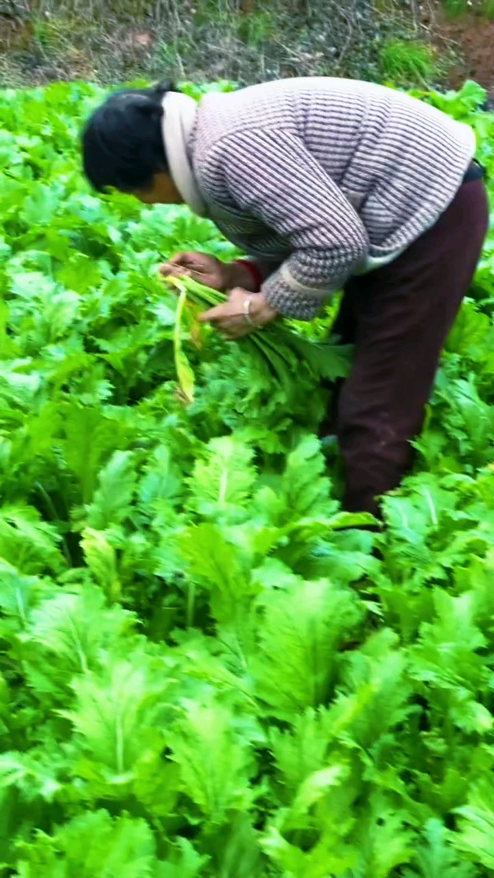自家种的风菜才够味，配牛肉炒一盘，暖冬营养全拿捏