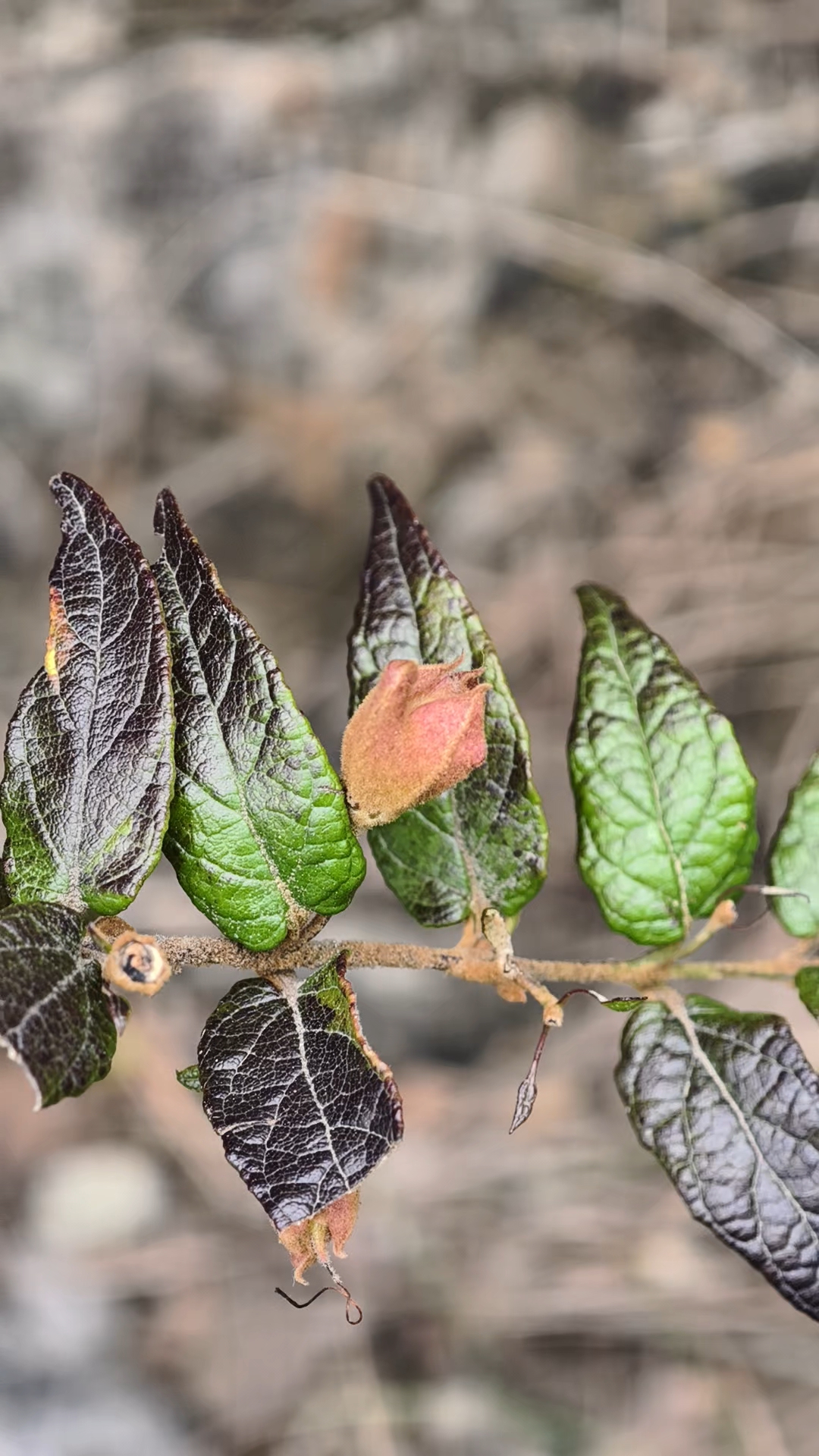 龙山县石牌镇桶车村庙垭上·龙虾花(5)2025年4月6日
