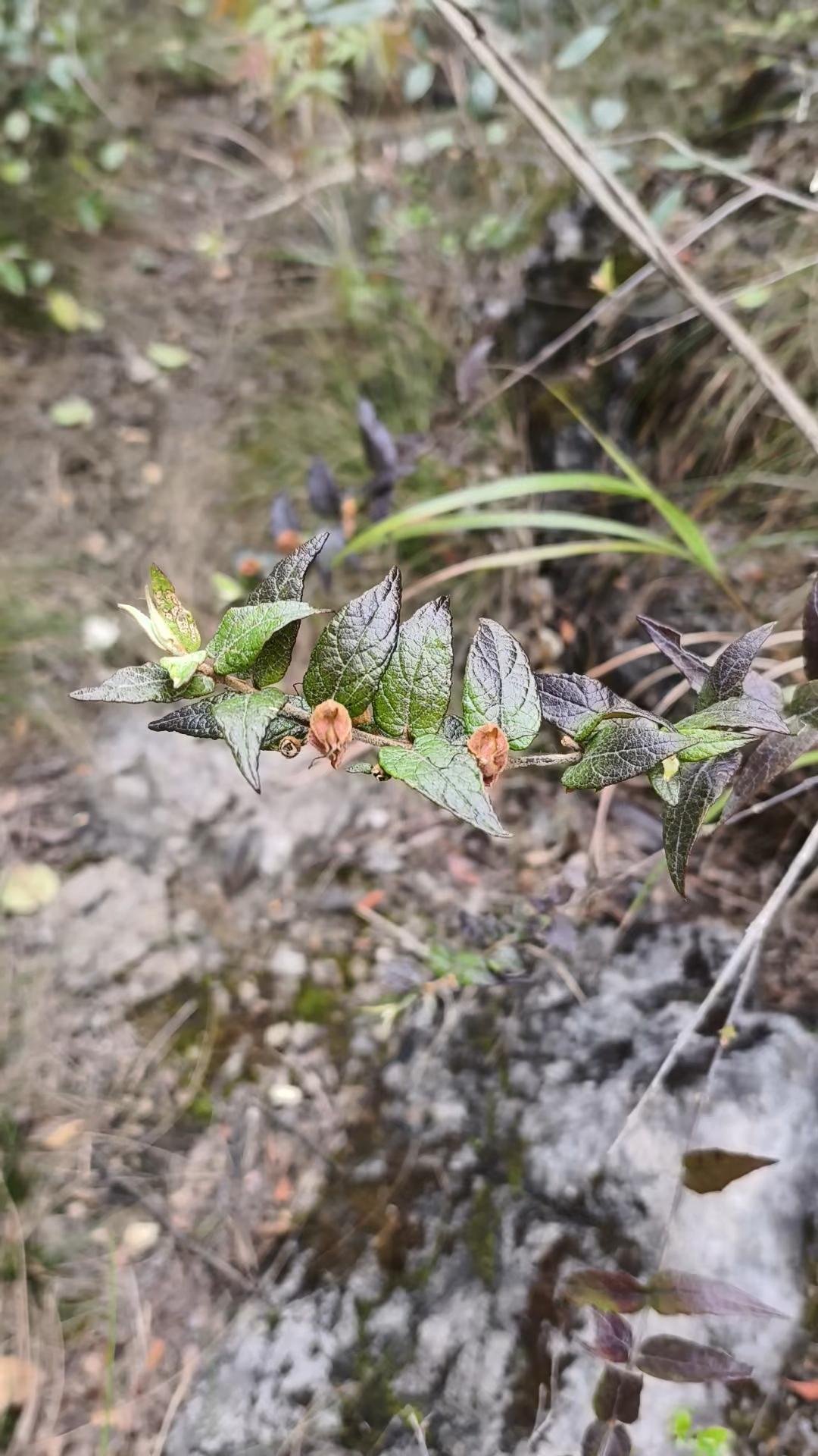 龙山县石牌镇桶车村庙垭上·龙虾花(3)2025年4月6日