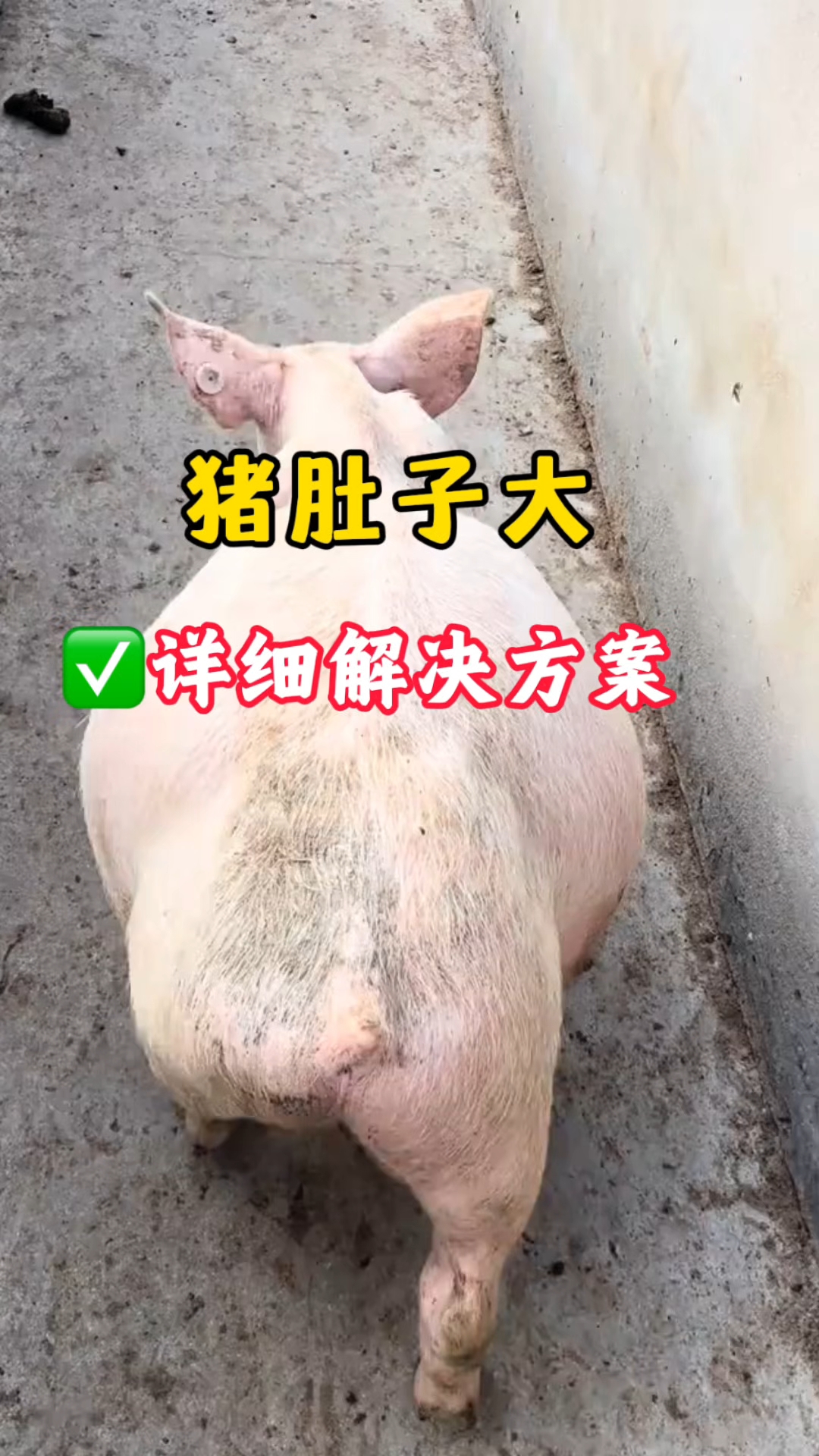 猪肚子大,什么病?解决办法!