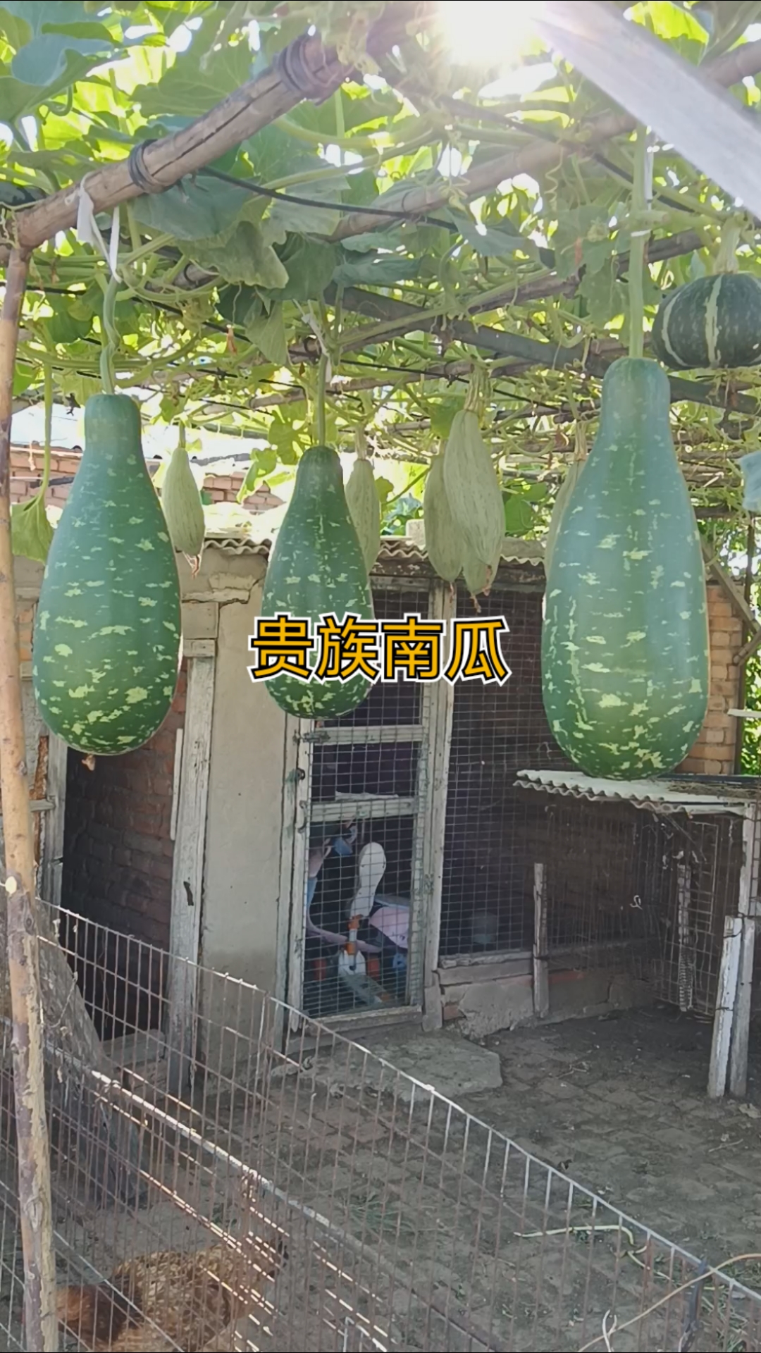 贵族南瓜种子