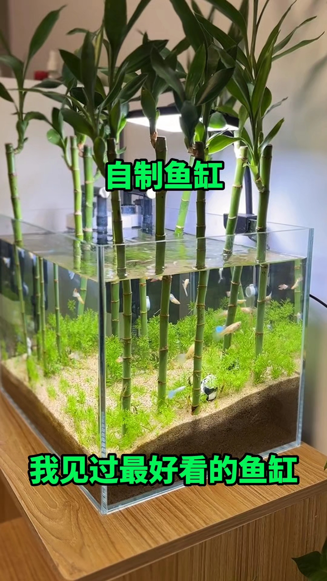 这是我见过最好看的鱼缸了