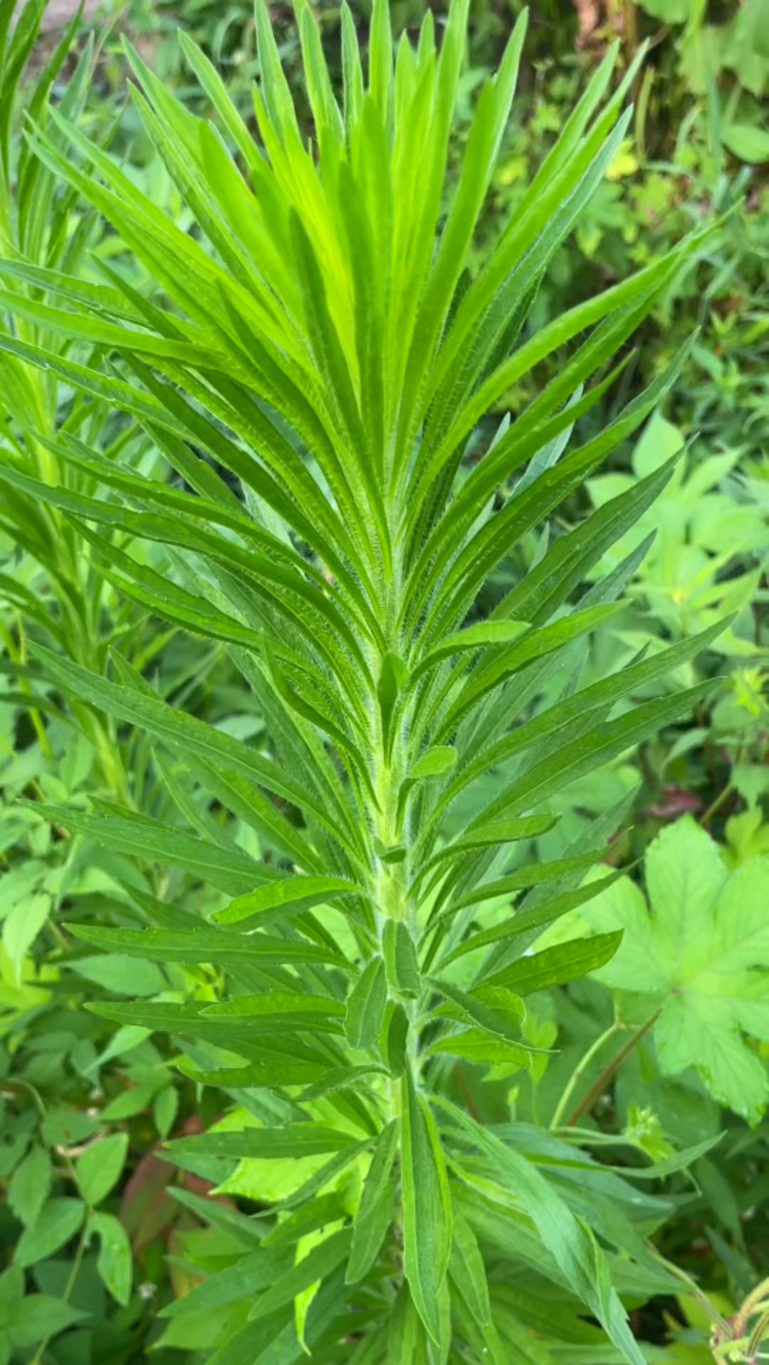 长得很像鸡毛掸子的植物,小蓬草也叫飞蓬草,十大害草之一