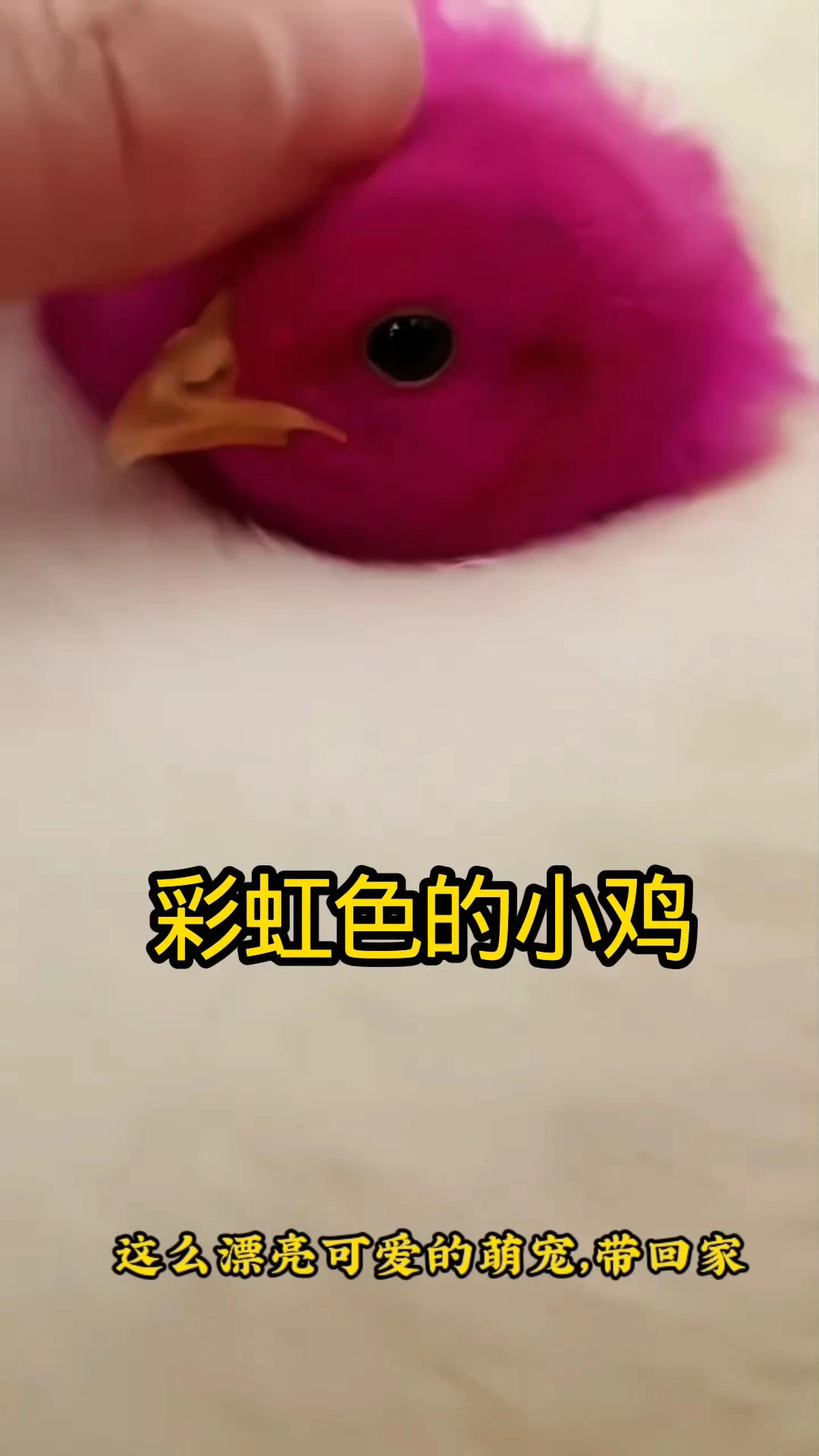 女孩拯救了一只被遗弃的彩虹色小鸡，后来发生了......