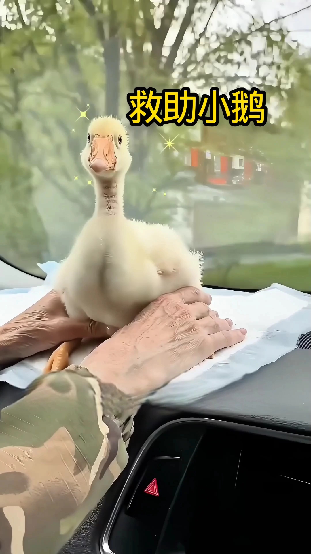救助迷路的小鹅