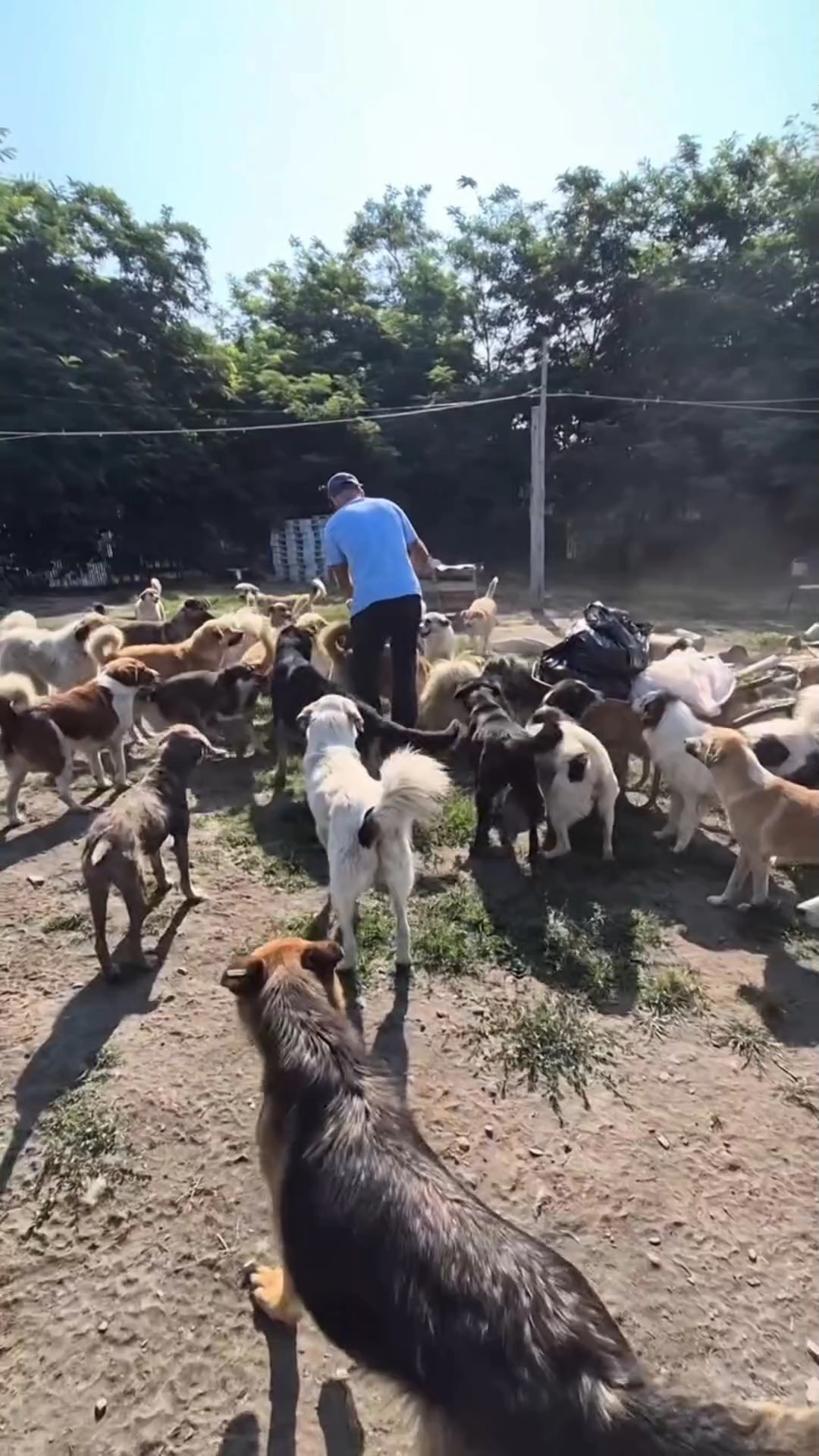 拒绝吃狗肉,支持宠物狗立法保护