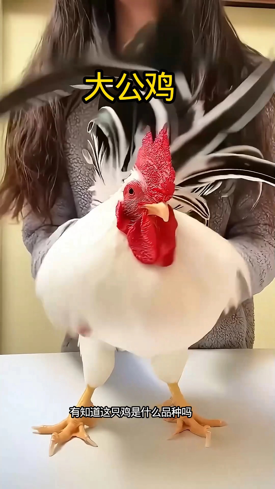 女孩从废弃蛋壳中救助了一只小鸡