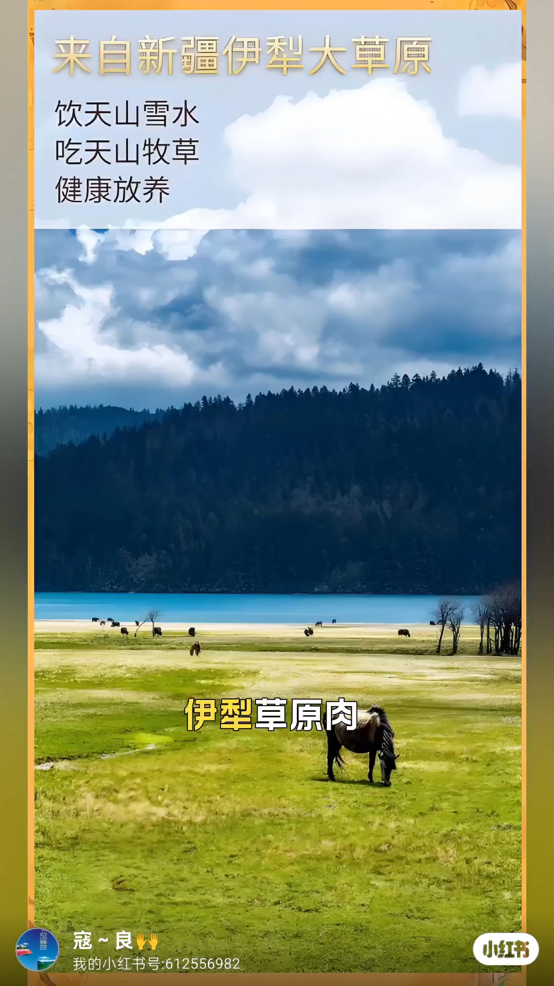 哈尔滨新疆伊犁清真马牛羊肉特色店