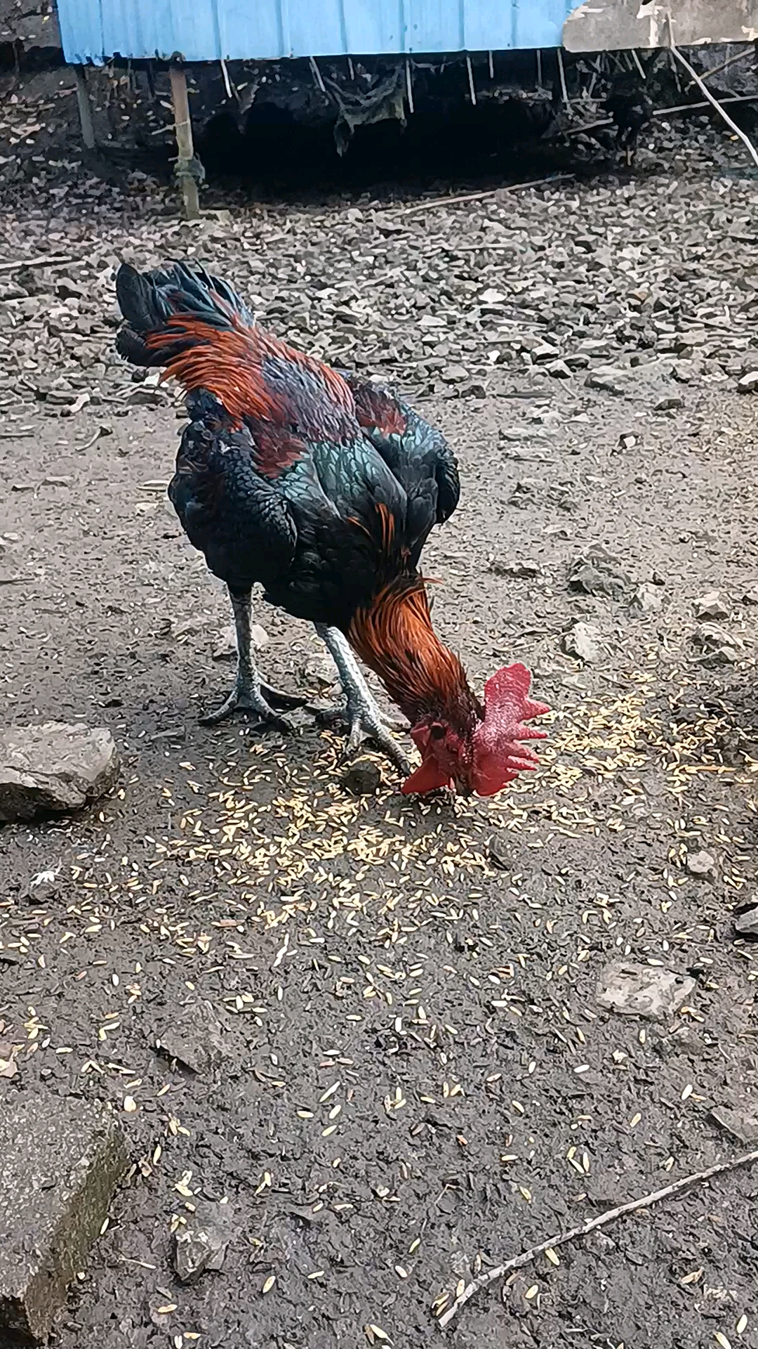 黑脚黑嘴大关