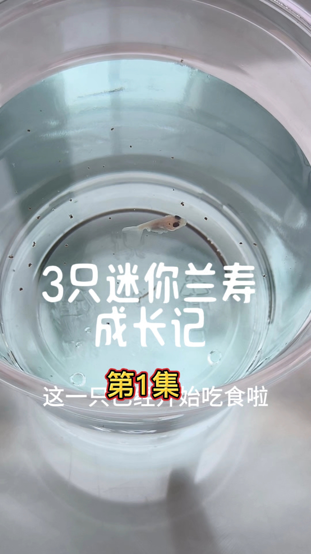 网上买的3只兰寿鱼苗到了。记录一下3只迷你兰寿的成长吧!