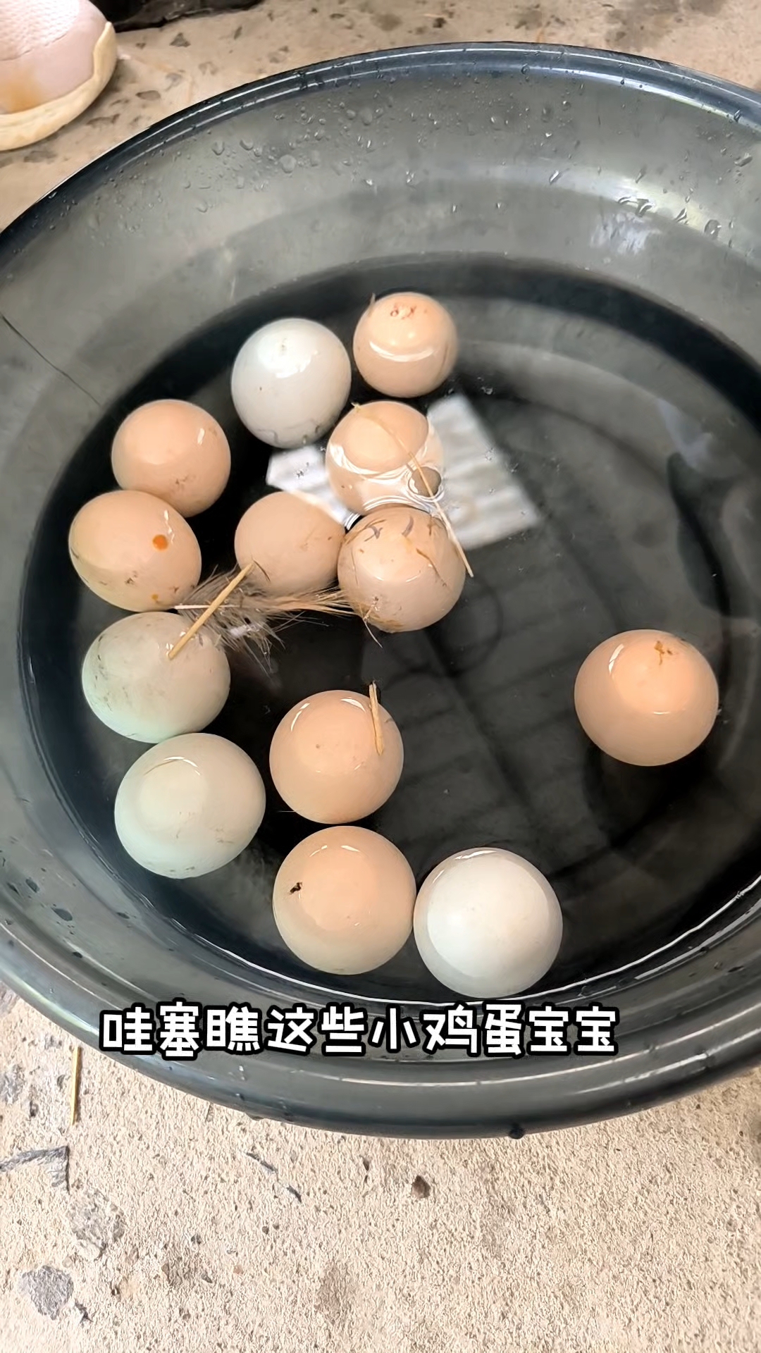 自己孵化的小鸡宝宝,全是小土鸡,虽然很小但超级可爱