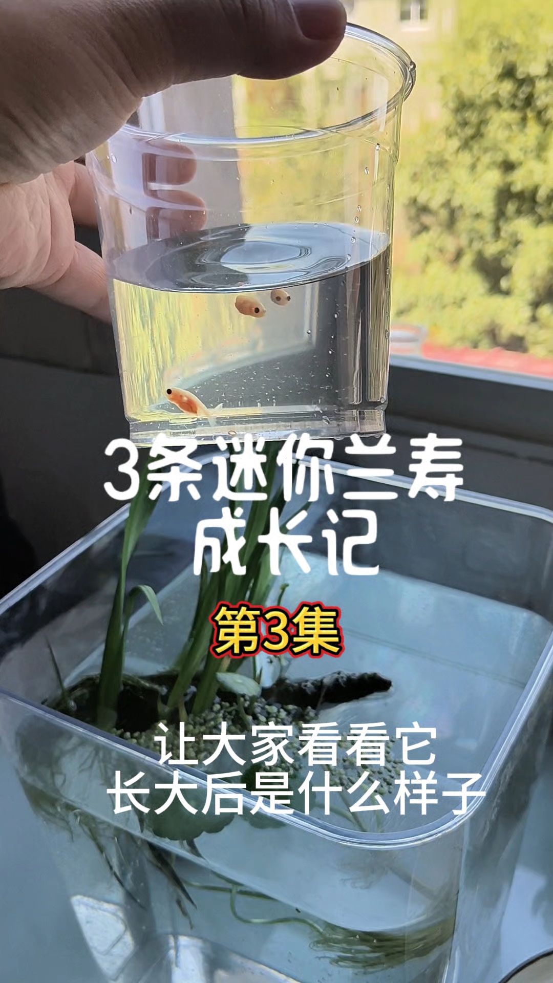 继续更新,3条兰寿鱼苗成长记,今天换个大盆养