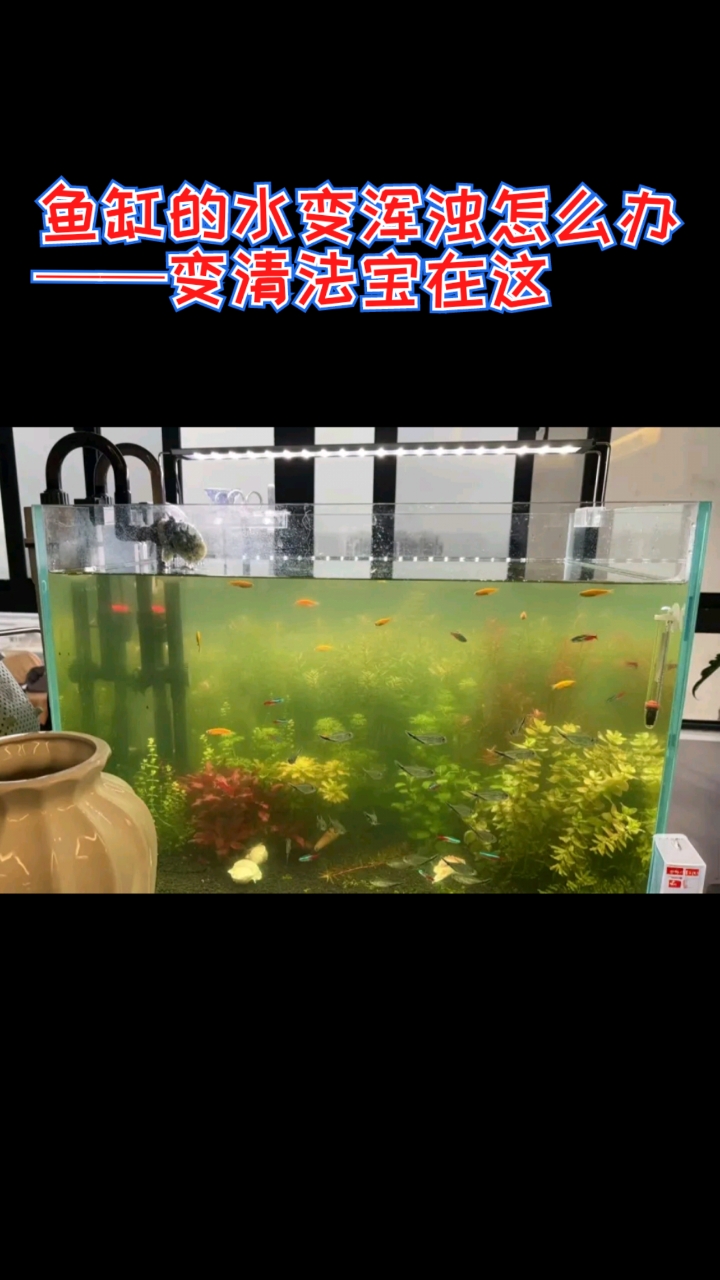 鱼缸的水变浑浊怎么办——变清法宝在这