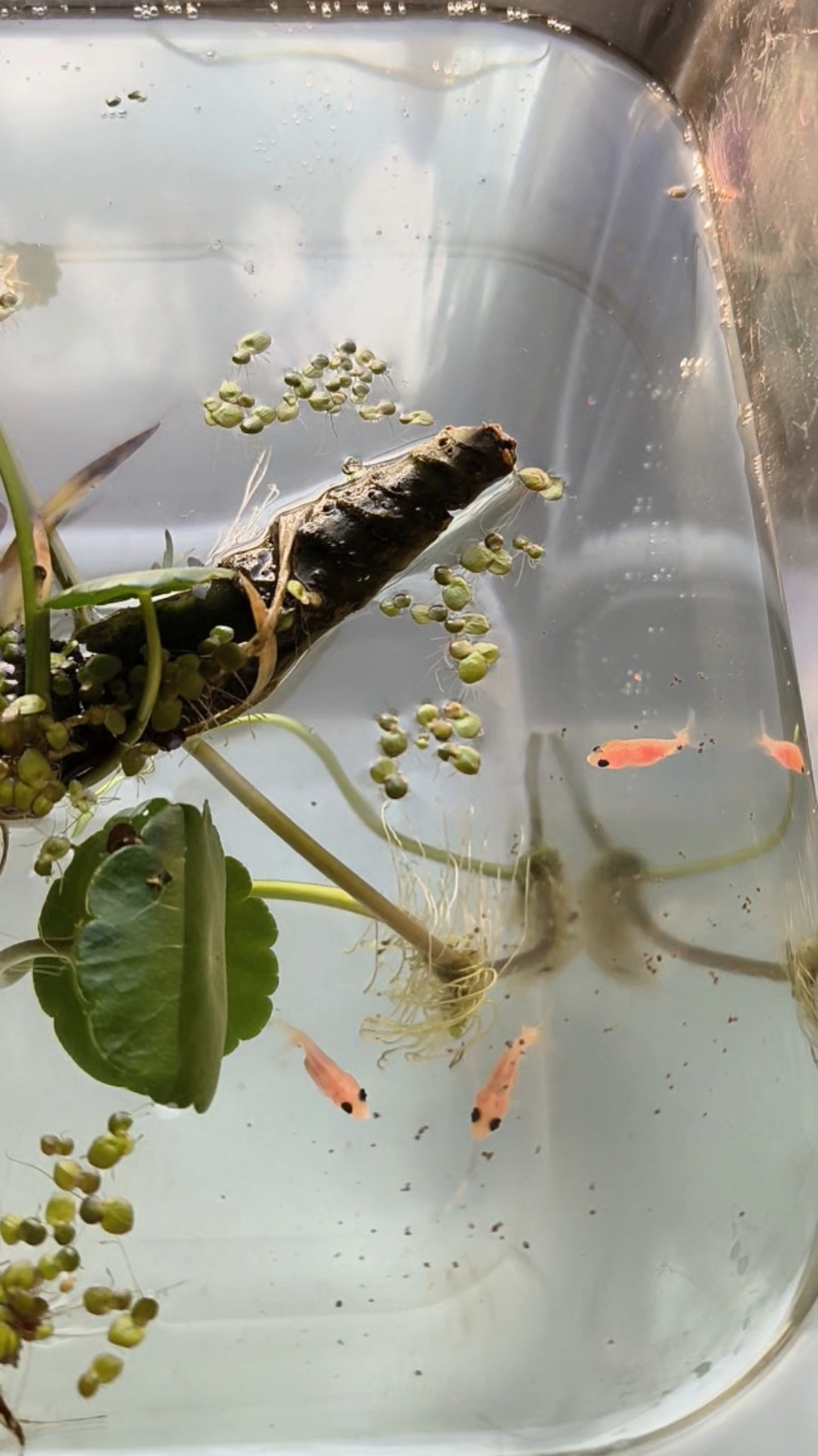 兰寿金鱼,吃饲料,又长大了一点