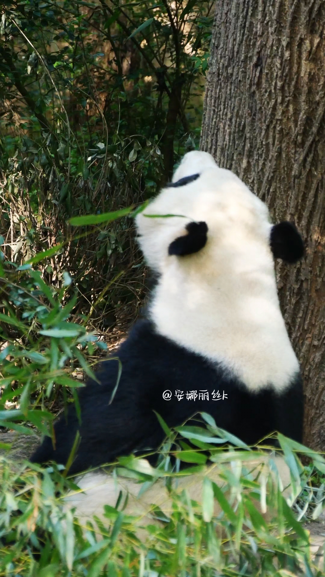 4.17 fa崽啊,来,爸比告诉你什么才是标准“天鹅颈”!