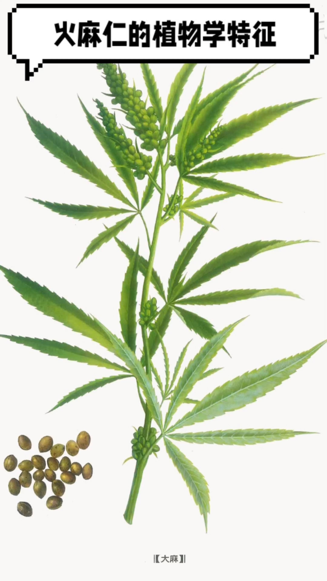 火麻仁,这株植物,您能认出它嘛?