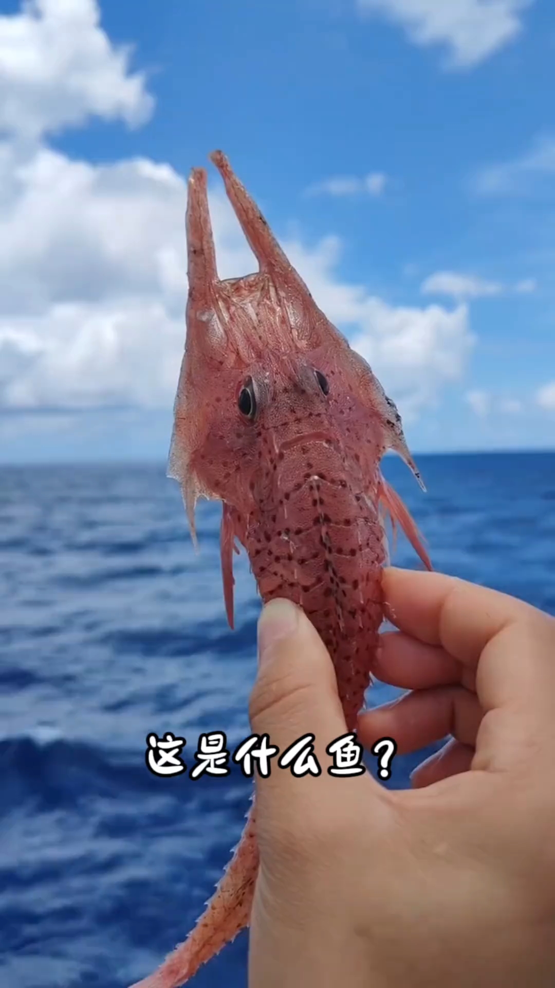 几种不常见的鱼，你可见过？