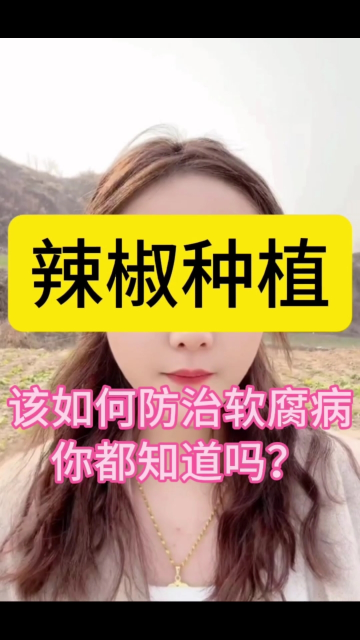 #辣椒种植 辣椒出现了软腐病你知道该怎样防治吗?
