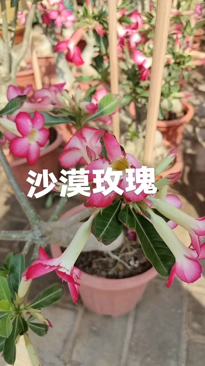 沙漠玫瑰原生单瓣粉花红花盆栽花苗四季不定时开花带花苞清仓直发