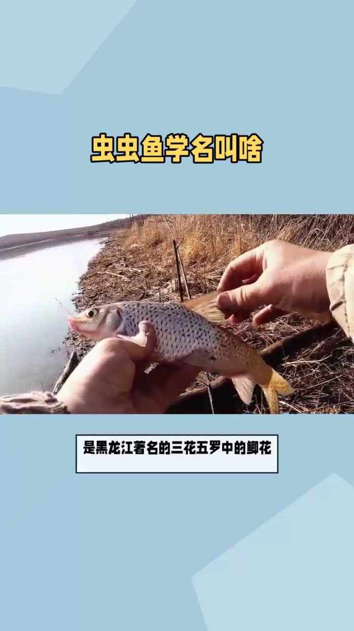 吃货试吃虫虫鱼:口感如何?