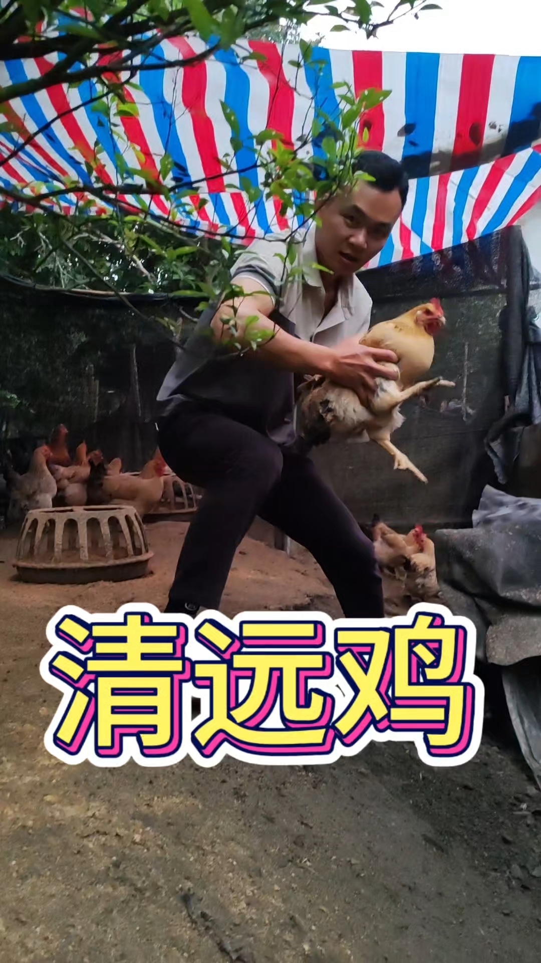 清远鸡,清远走地鸡,好吃的很
