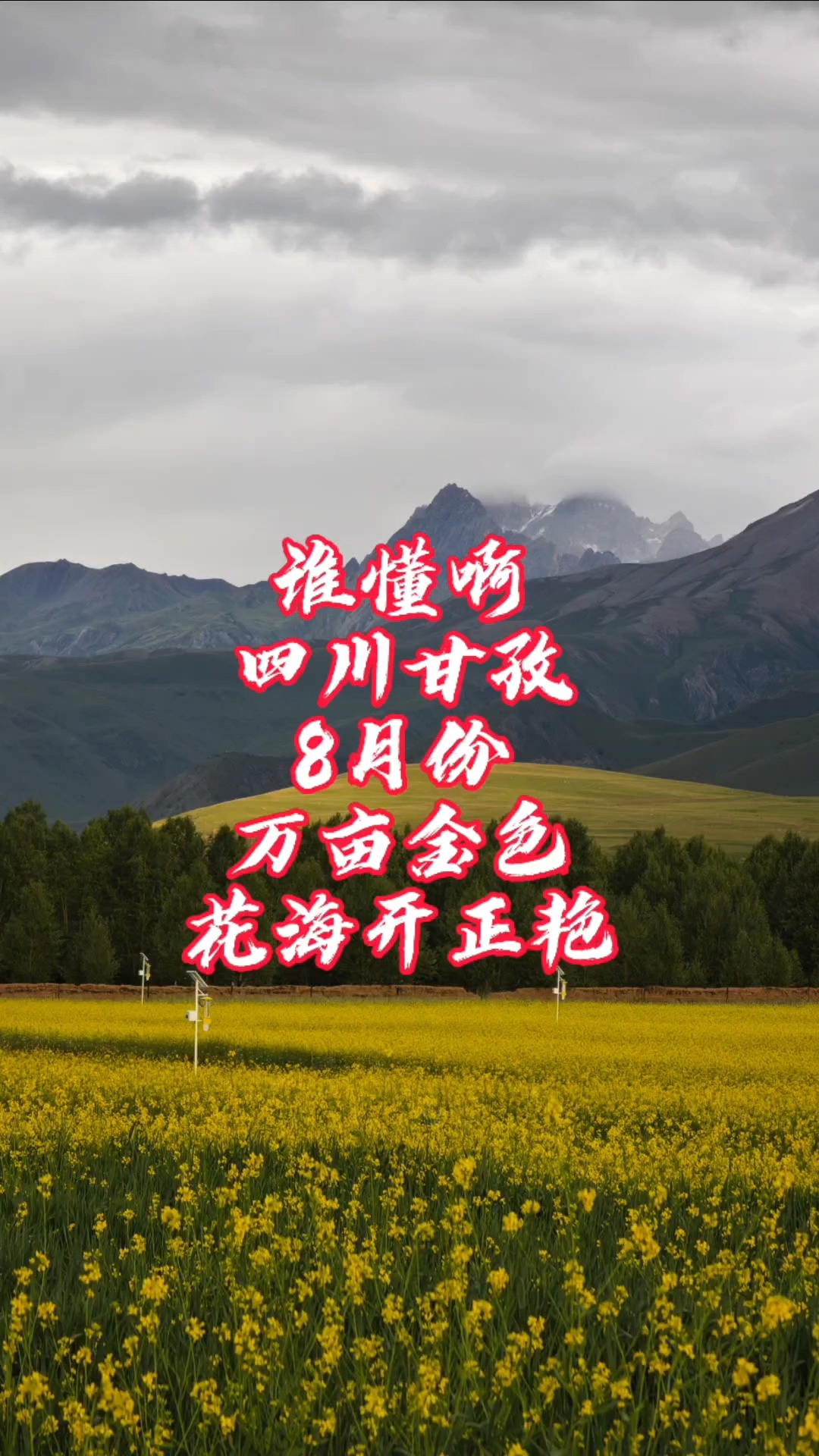 别只知道318!317这条小众国道, 藏着八月最美油菜花