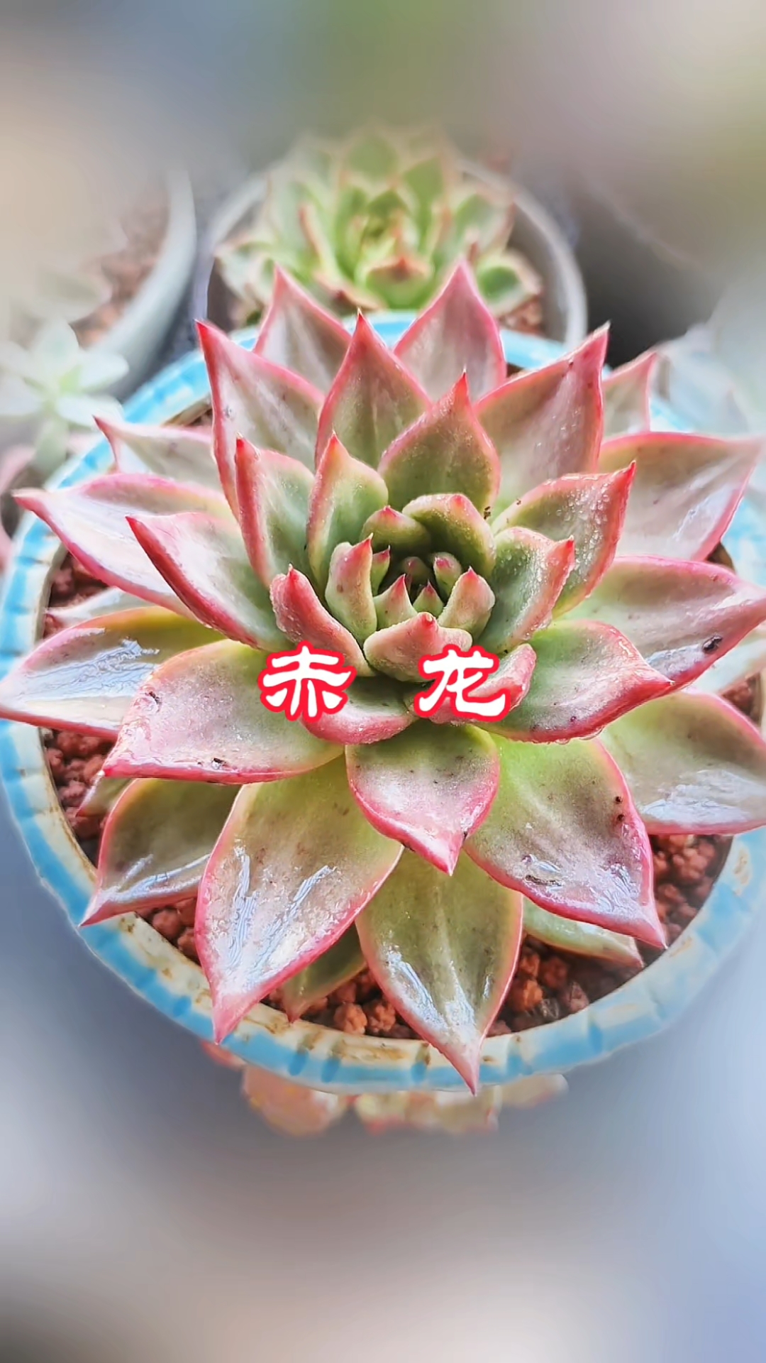 逆袭变美中的肉肉!