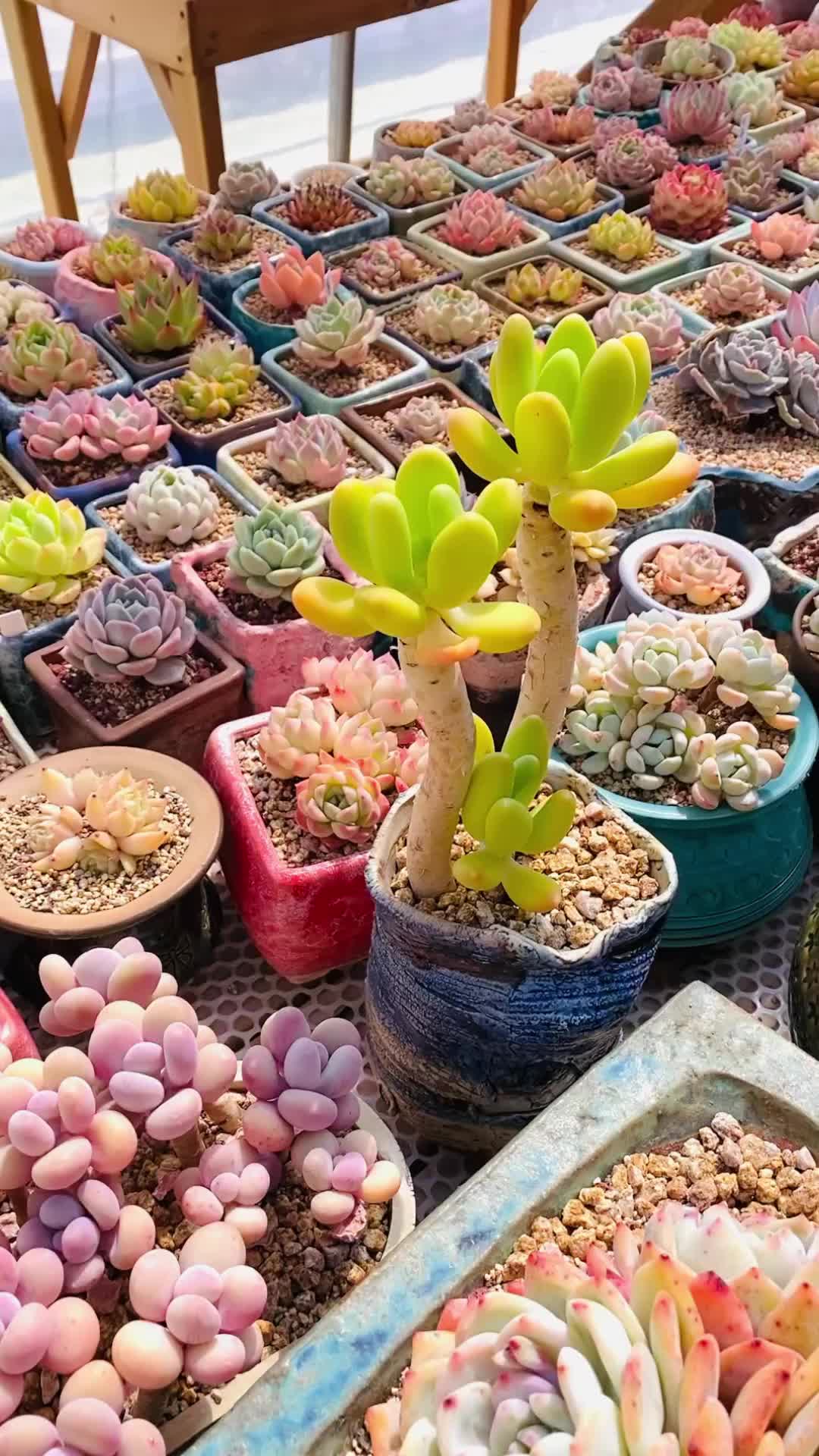 花谱韩系多肉:金蝉