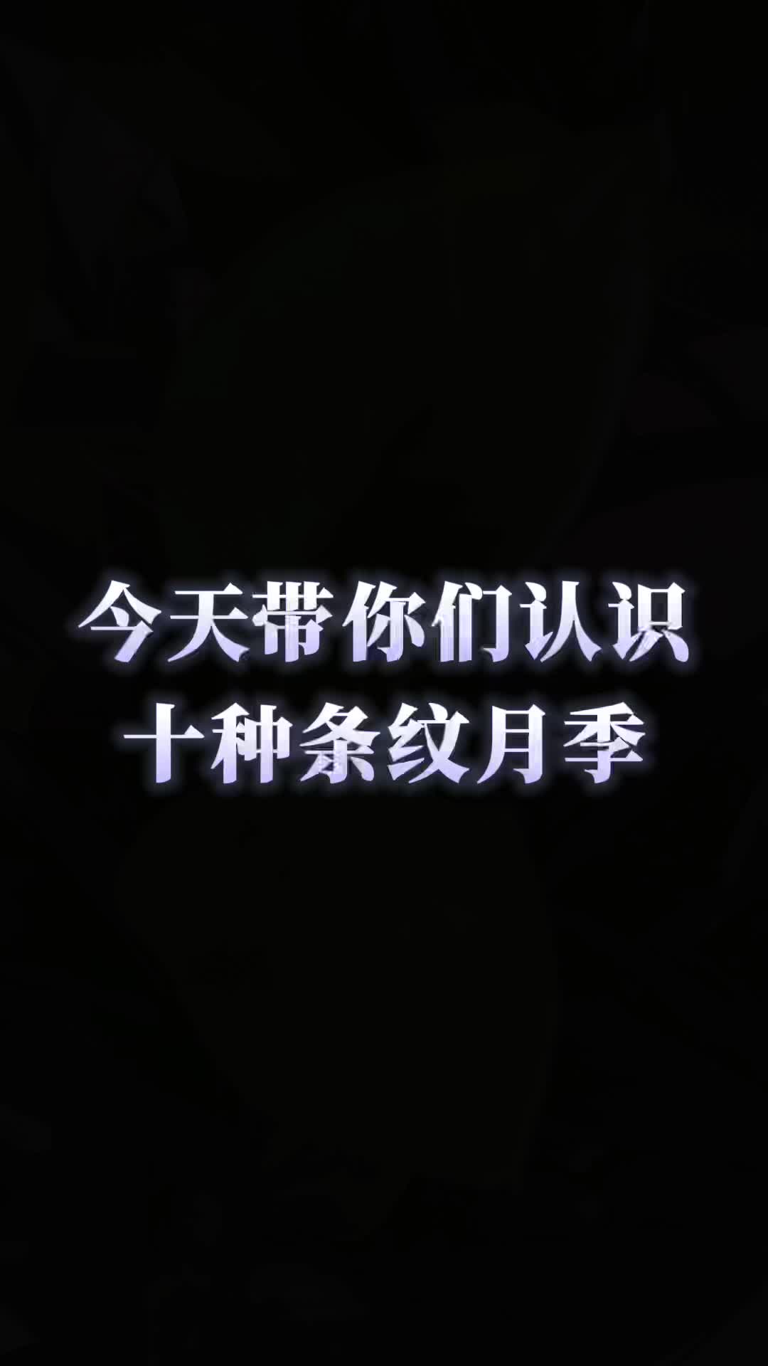 今天带你们认识十种条纹月季