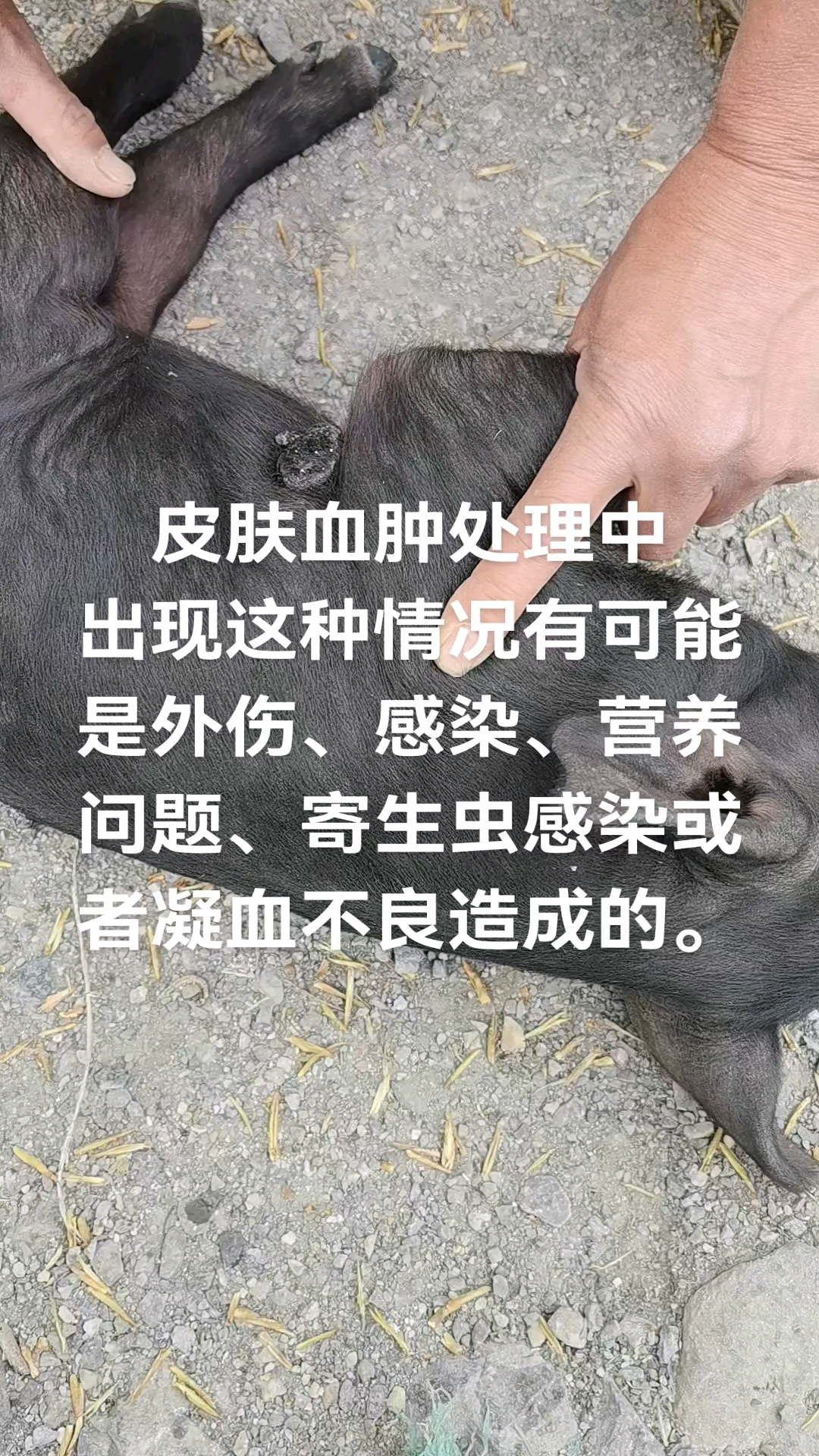 皮肤血肿处理中出现这种情况有可能是外伤、感染、营养、寄生虫等