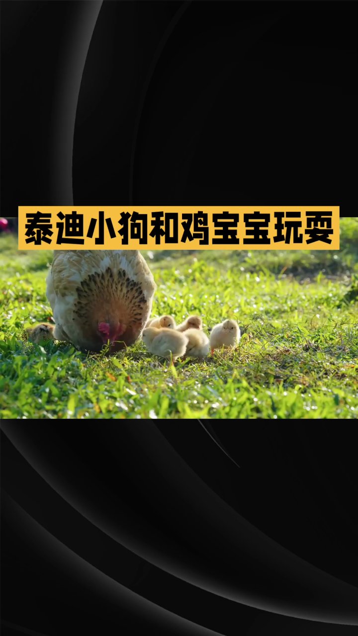 小鸡妈妈