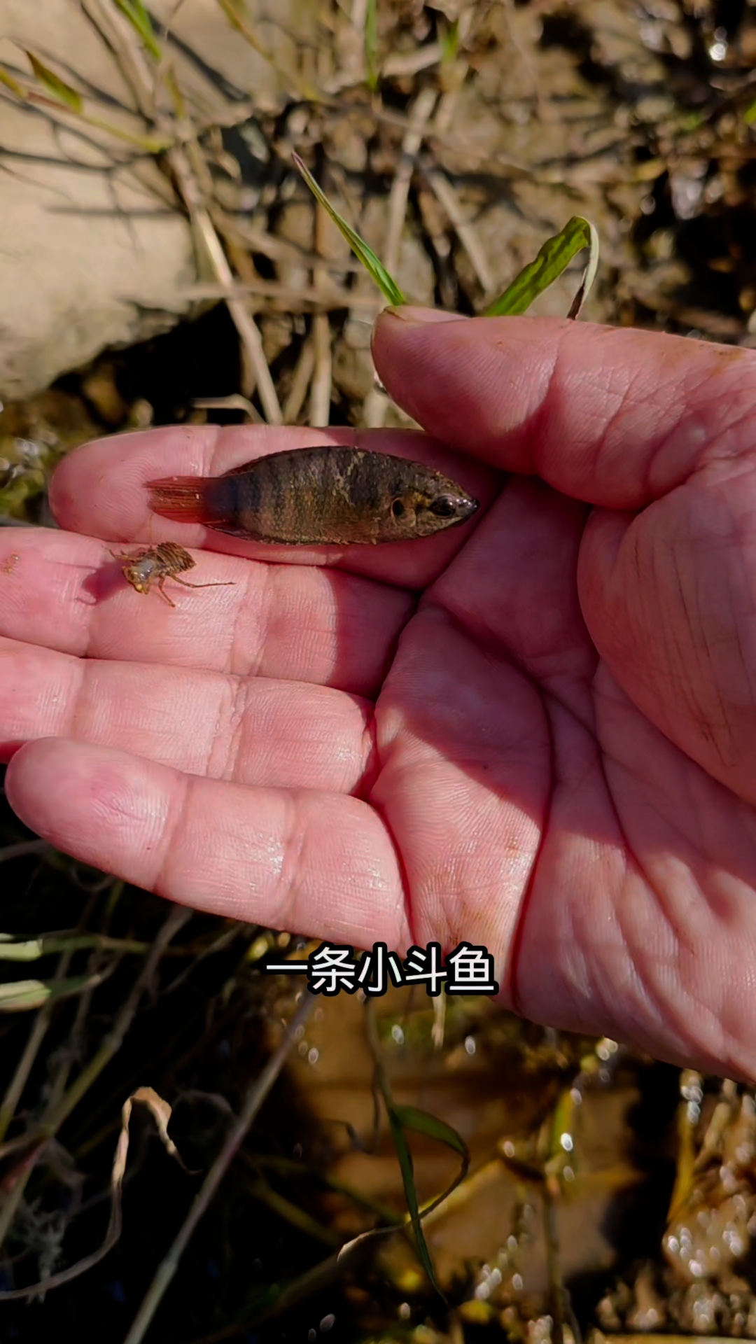 抓到一条斗鱼,你的家乡有吗?